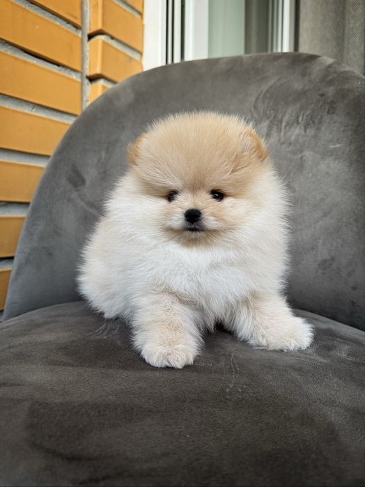 Цуценята померанського шпіца документи КСУ