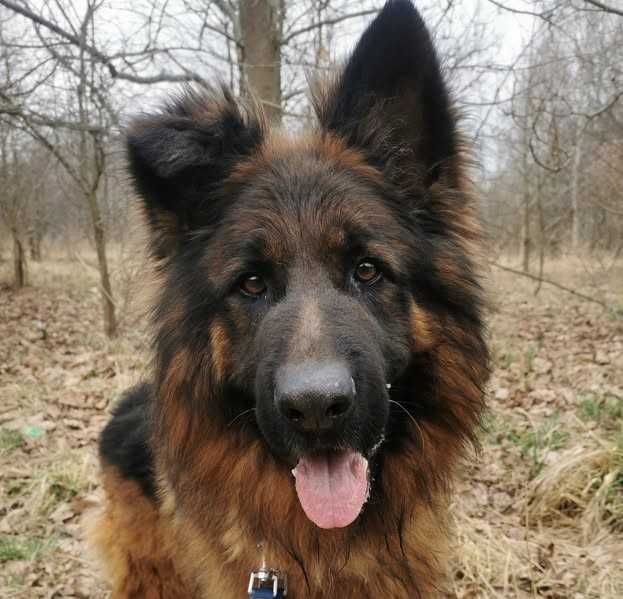 Axel czeka na dom...