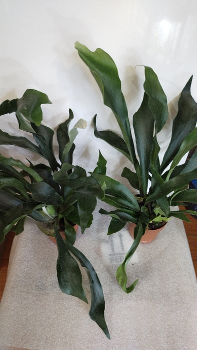 Кімнатні квіти,калатеї та інші