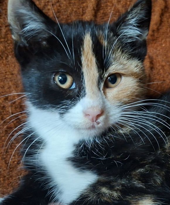 Basia- kotunia szuka stałego domku