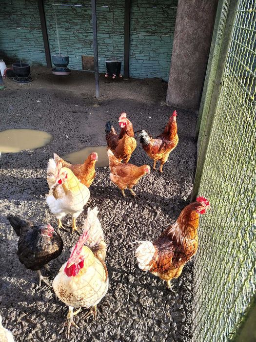 Sprzedam młode koguty