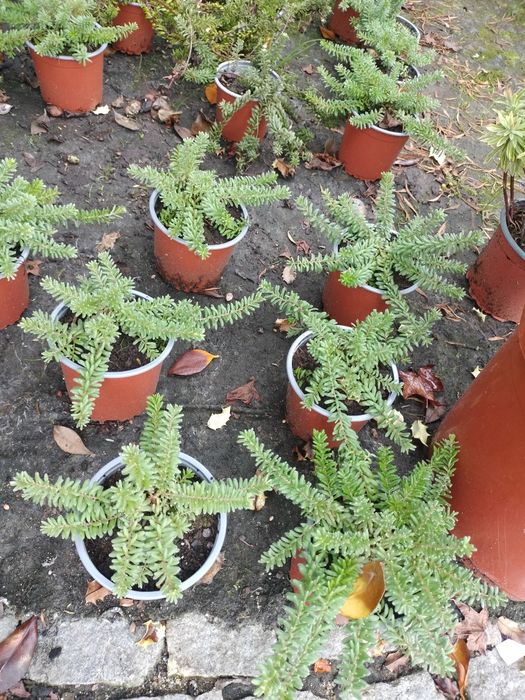 Plantas de cobertura Festuca, Erica e Grevilia