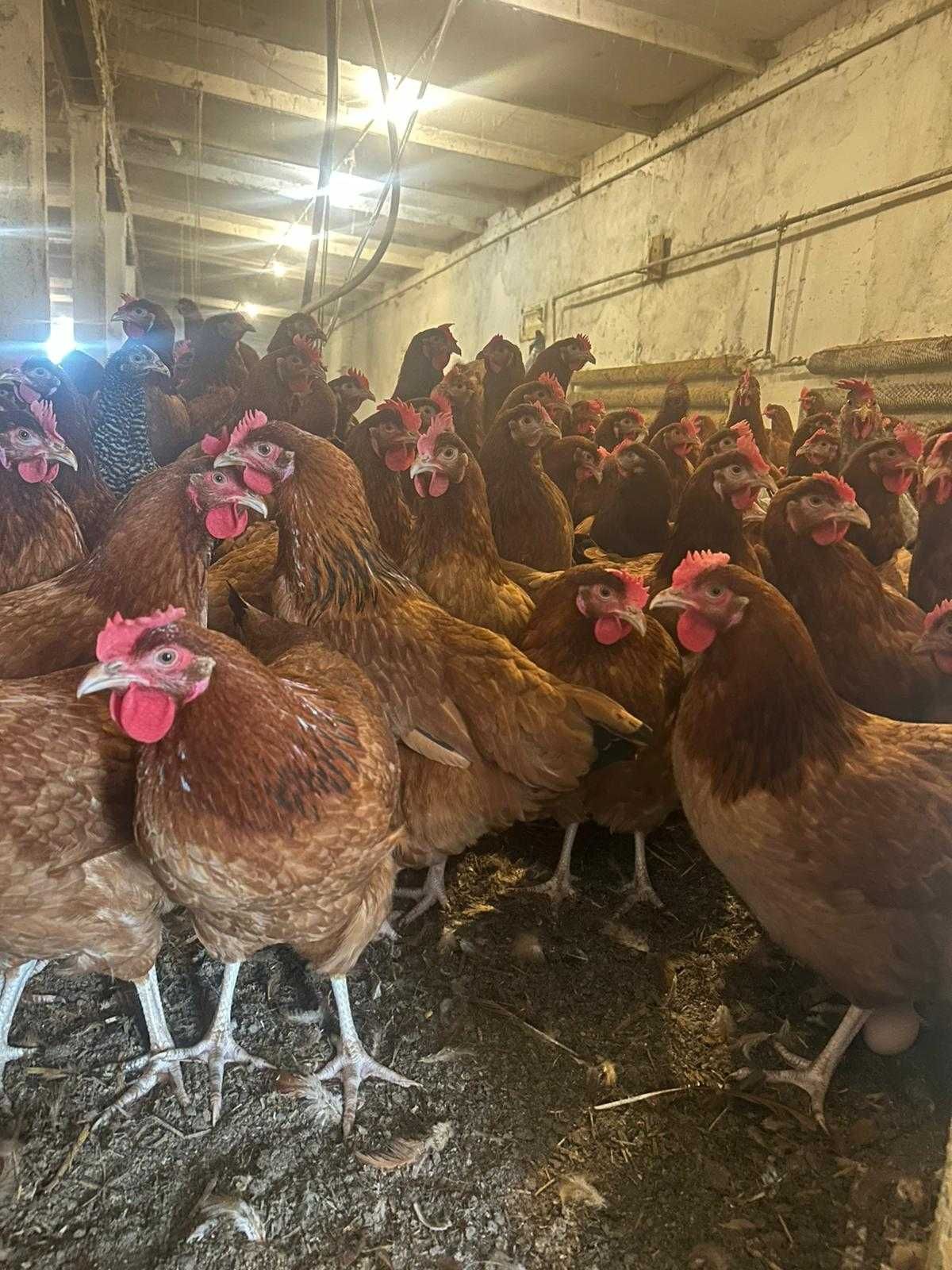 Kury NIOSKI rossa messa sussex leghorn senny i inne ! Zapraszam !