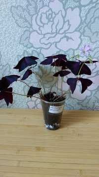 Цветок Кислица Оксалис Ночная Бабочка фиолетовая
