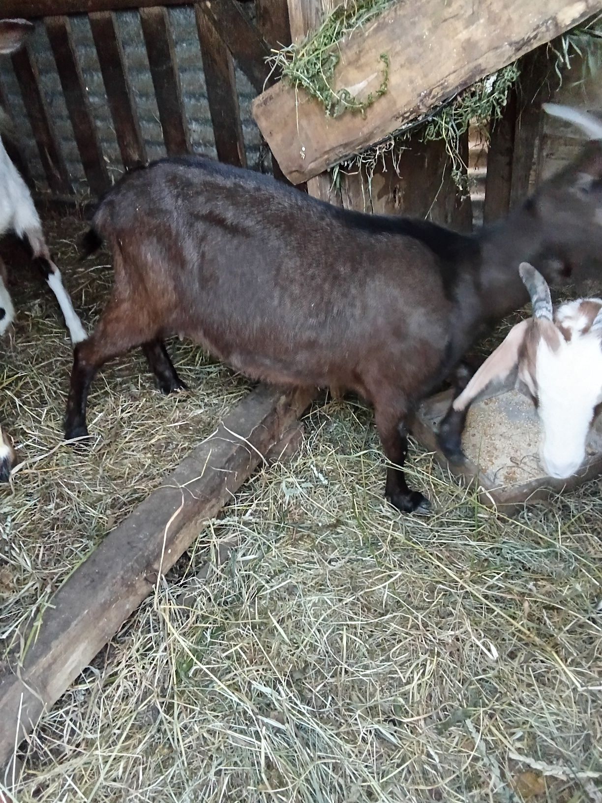 Cabrito + cabra com cria
