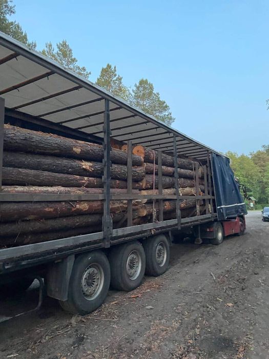 Сосна кругляк пиловочник