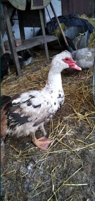 Продам індокачки