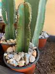 Cactos do Texas jovens. Lindos. 20€ cada.