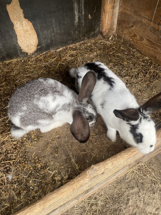 Króliki baran francuski i mieszańce
