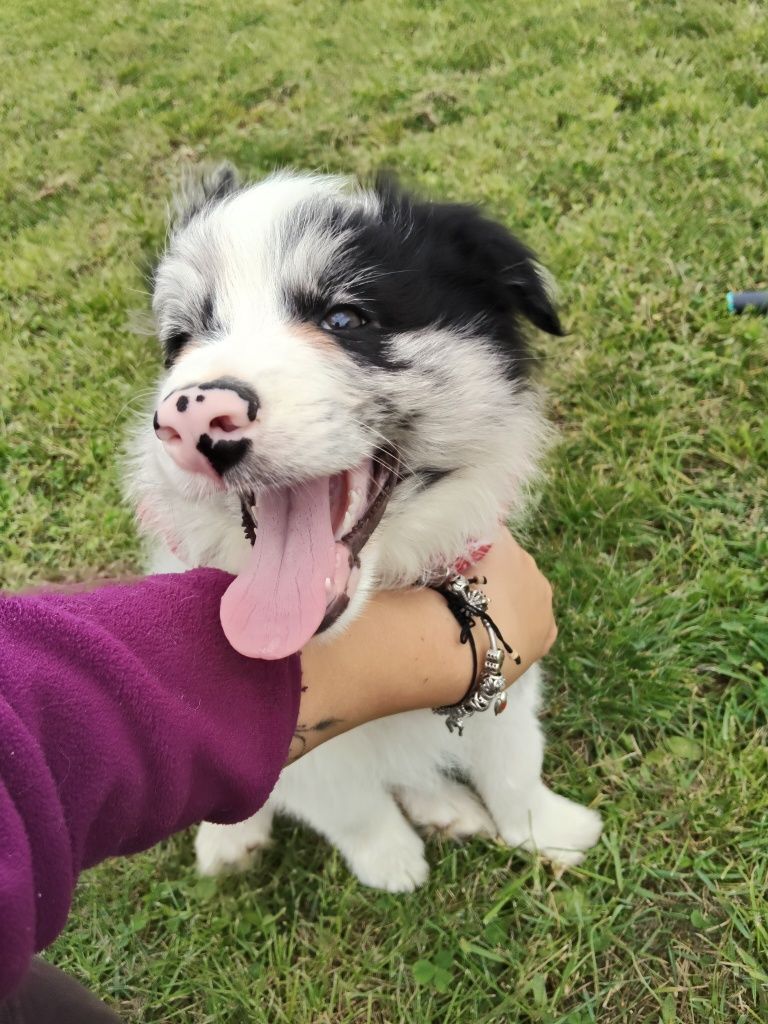 Border collie chłopiec Blue -merle nr 1/GOTOWY DO ODBIORU/genetyka