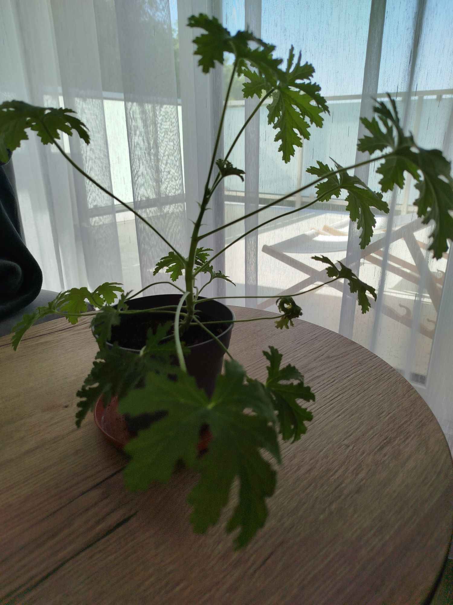 Geranium Anginowiec Anginka leczniczy kwiat domowy
