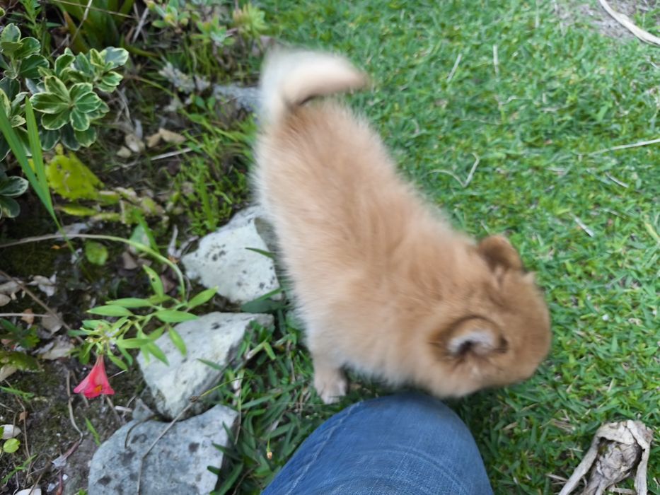 Spitz alemão anão fêmea Lulu da Pomerânia criado em ambiente familiar
