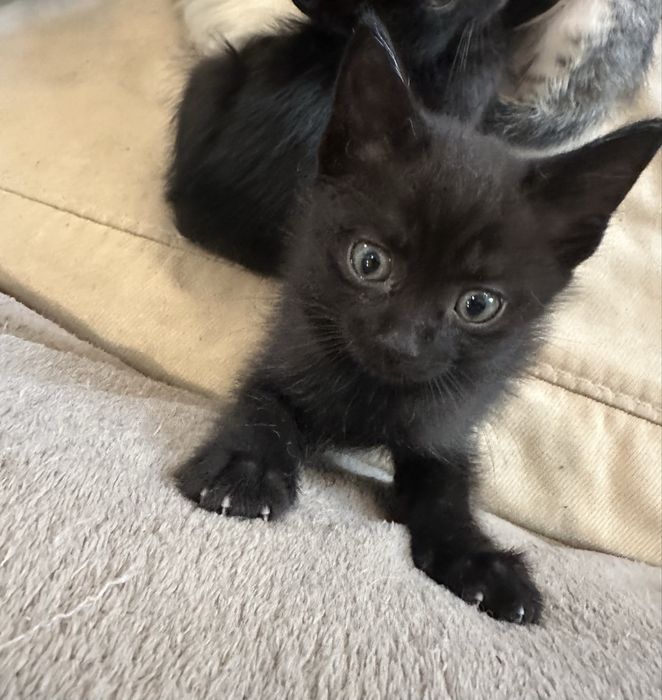 Чорний котик в добрі руки