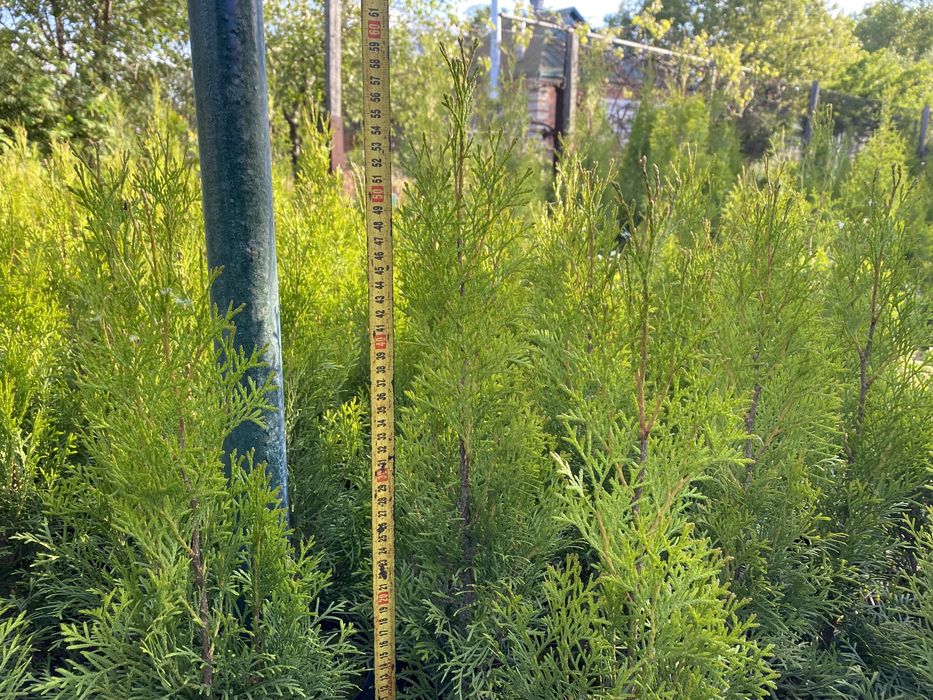 Вечнозелёная туя Смарагд. Хвойные растения .