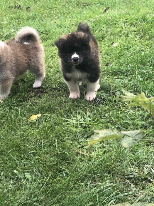 Akita gotowe do odbioru