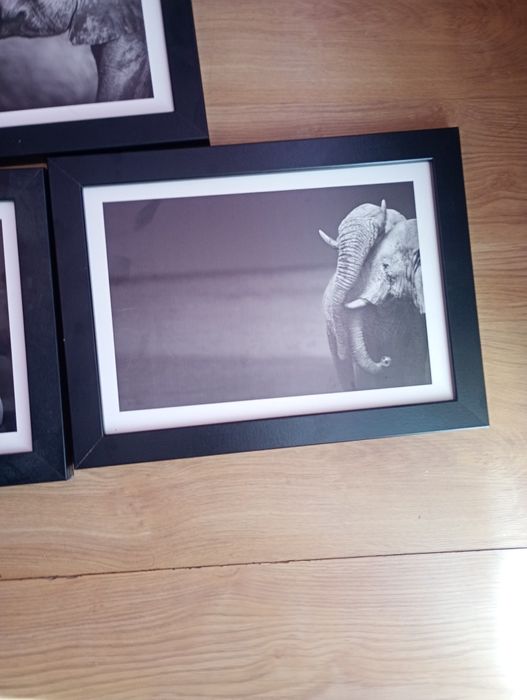 Fotografie słoni obraz