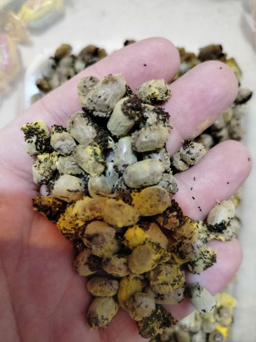 Kokony Murarki rogatej, z trzciny.