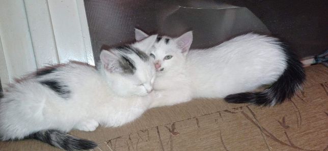 Dwa wyrzucone kotki pilnie szukają domu