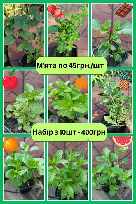 М'ята 10 видів.  Саджанці. Пряні трави