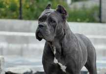 Cudowna, czarna suczka Cane Corso ZKwP/FCI