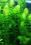 Peixes - Plantas - Aquário