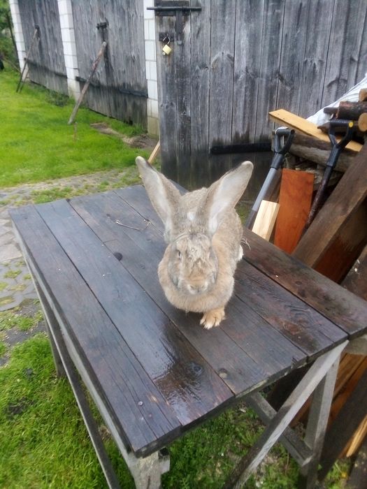 Królik samica Belg olbrzym