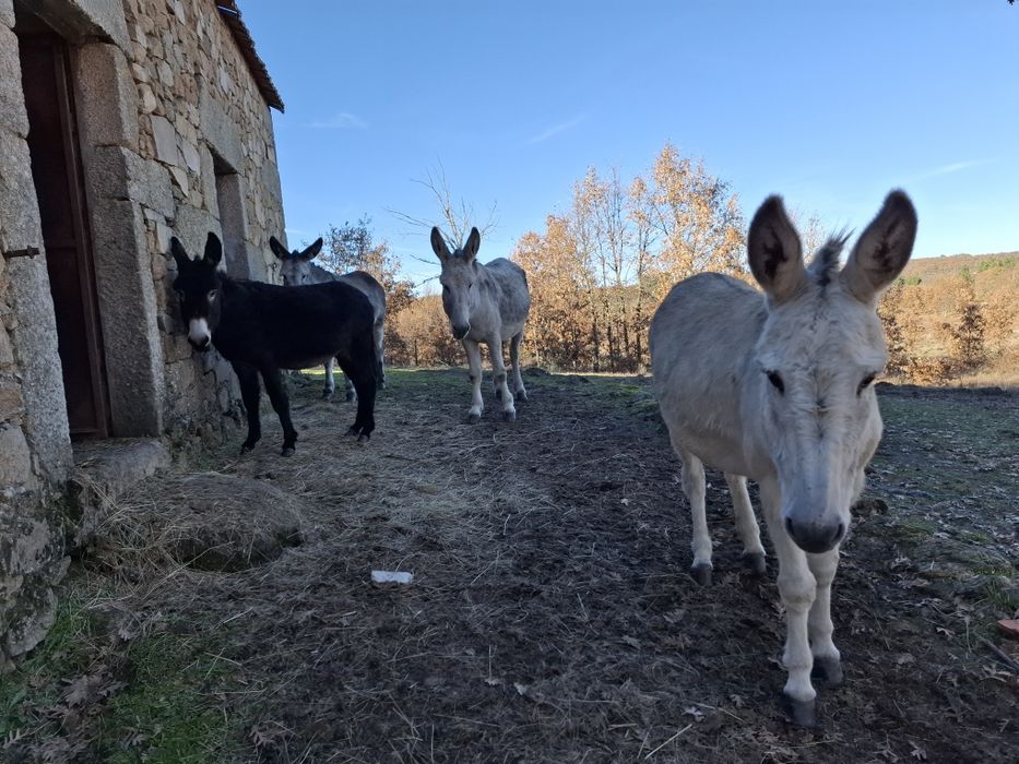 Vendo burras,todas prenhas