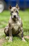 Suczka American Bully XL