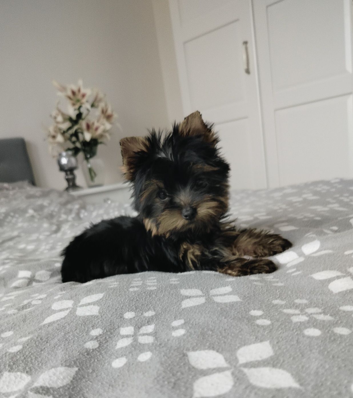 York suczka mini