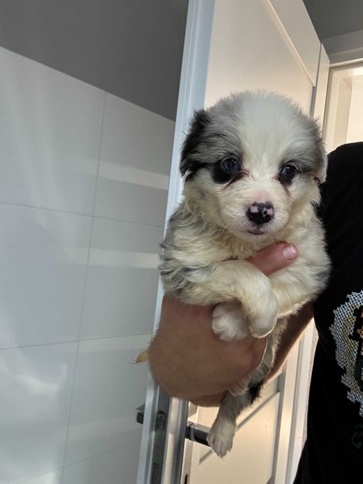 Border Collie blue merle gotowe do odbioru