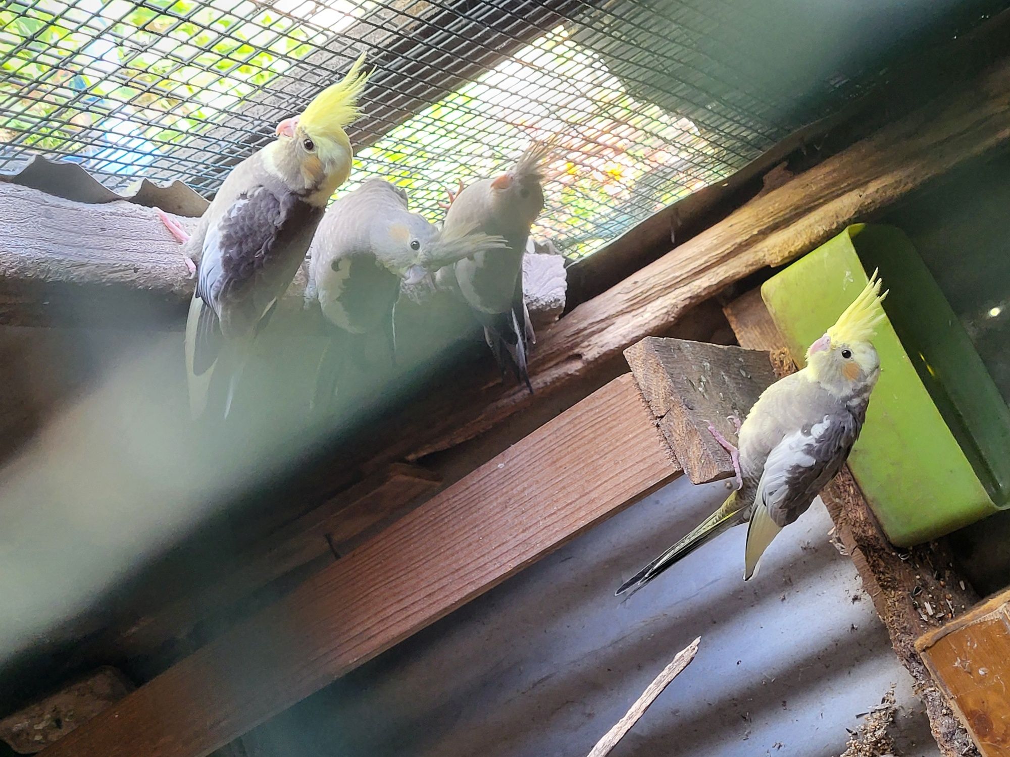 Caturras e kakarikis