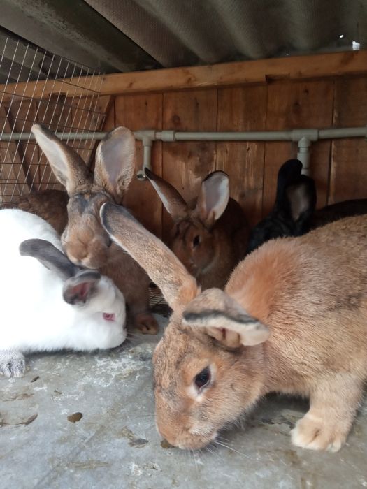 Продам кролів та тушки