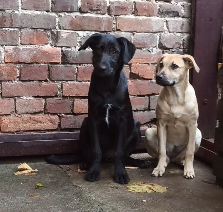 Цуценята  метиси лабрадора 3міс.ДНІПРО