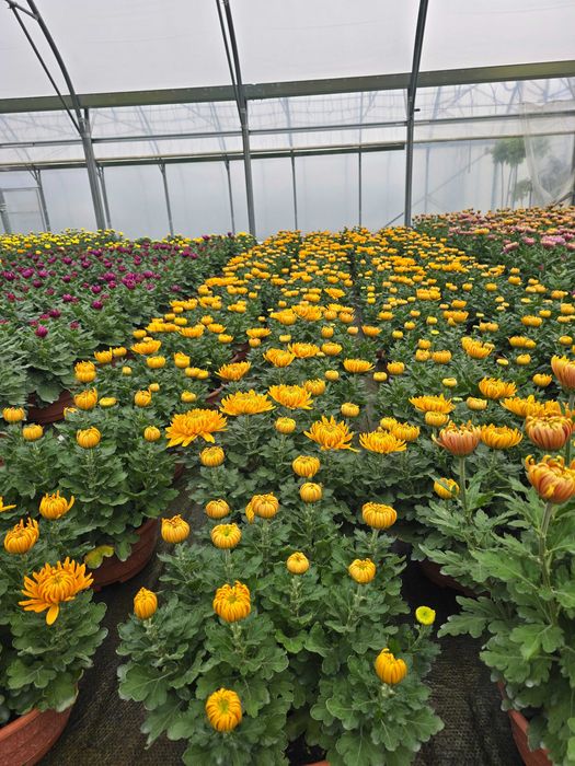 Chryzantemy - różne odmiany