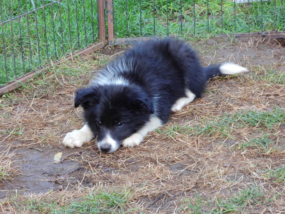 Piesek Border Collie ZKWP/FCI