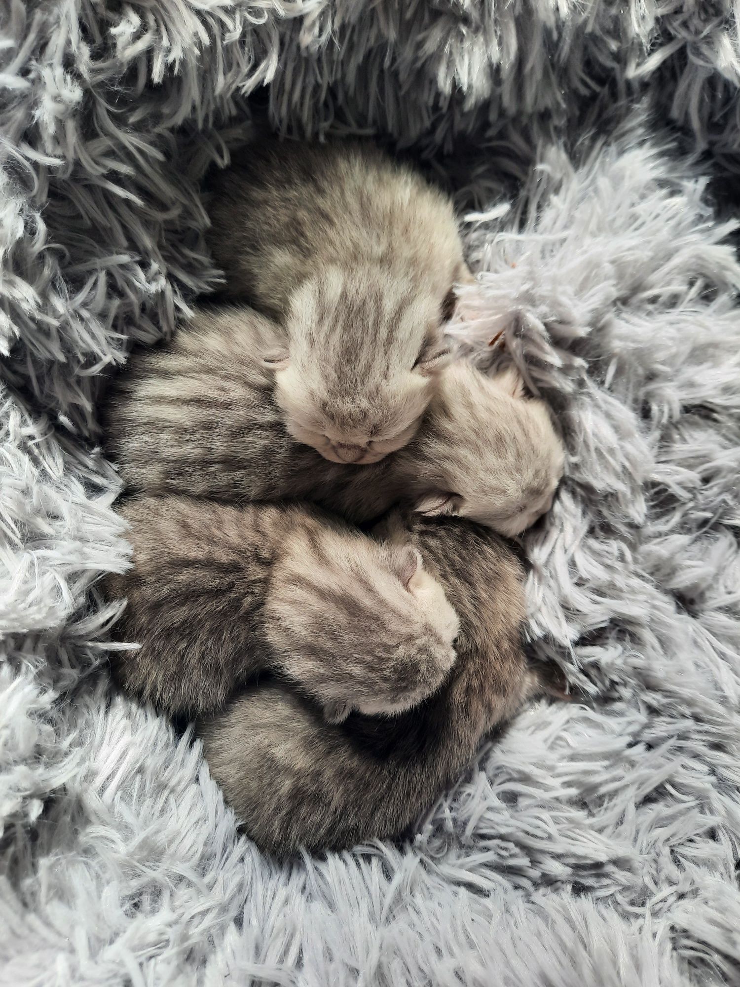 Кошенята  шотландськi,бронь  страйт i фолд.