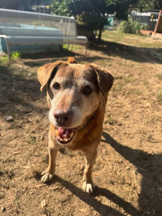 Senior muito meigo e limpo