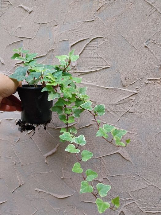 набором саджанці 15 штук  різних квітів пеларгонии,традесканция,плющ