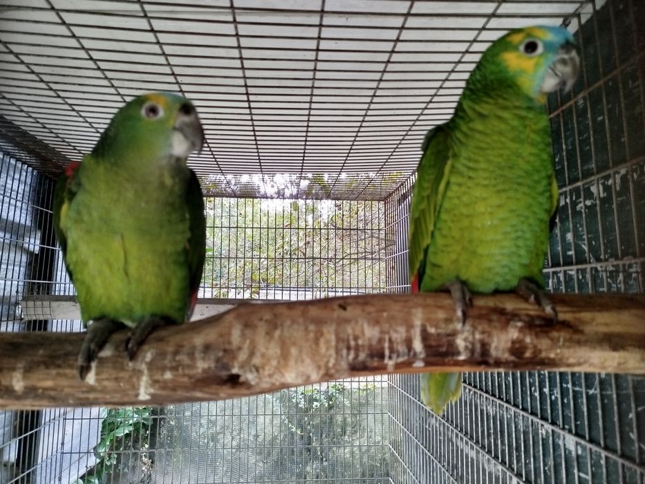 Casal Amazona aestiva aestiva