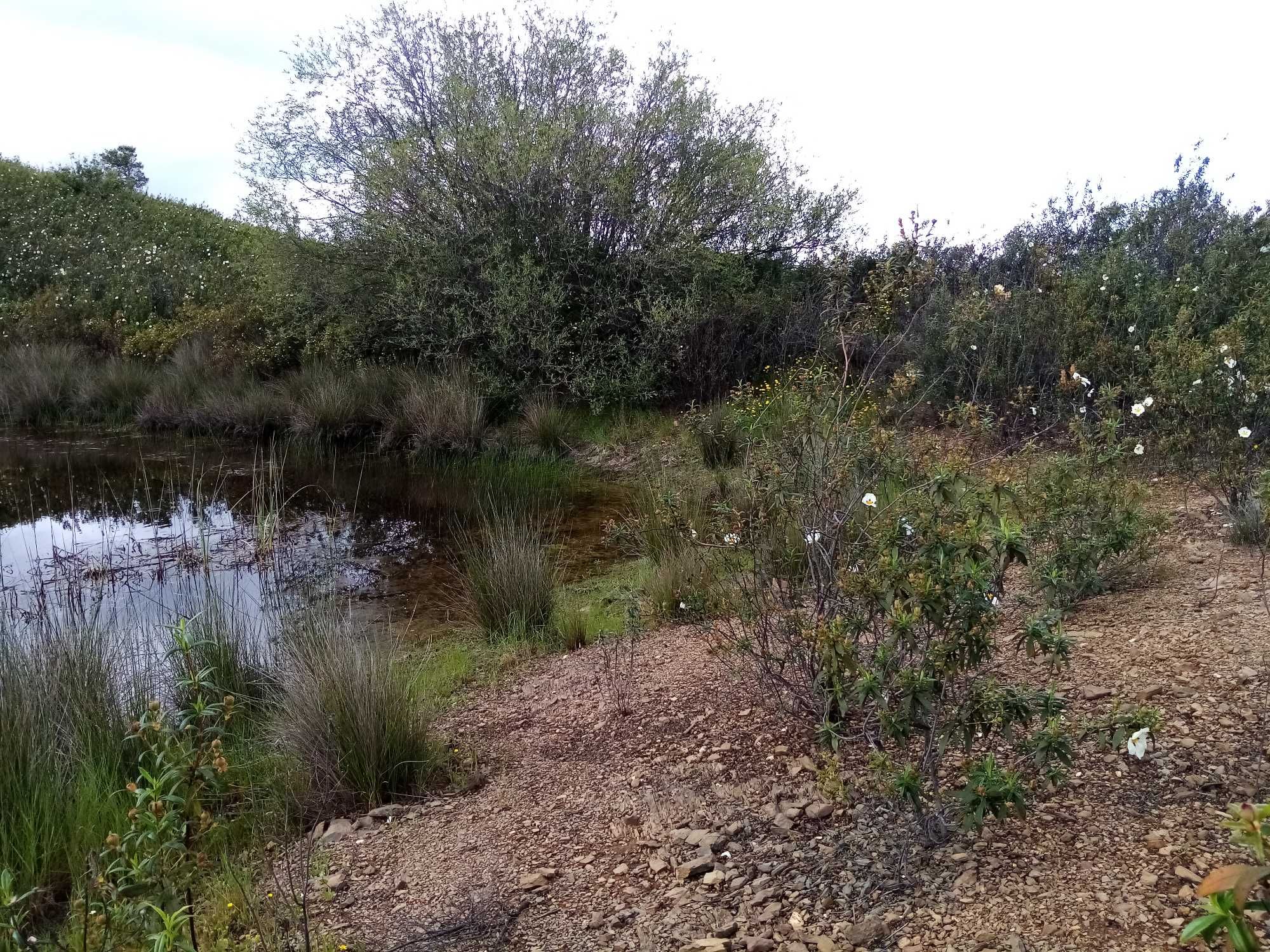 Vende-se terreno com barragem junto à estrada em Corte Serrano, 5456m2