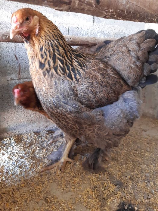 Brahma , galinhas  de várias raças e   . ovos