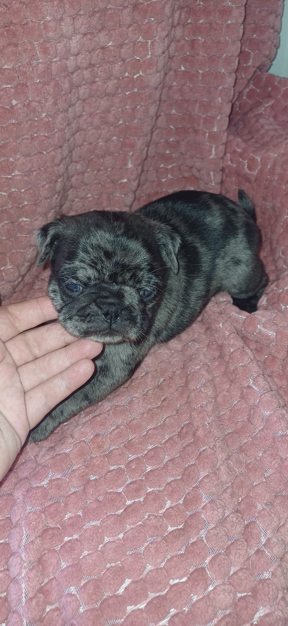 Pug merle de exelente qualidade