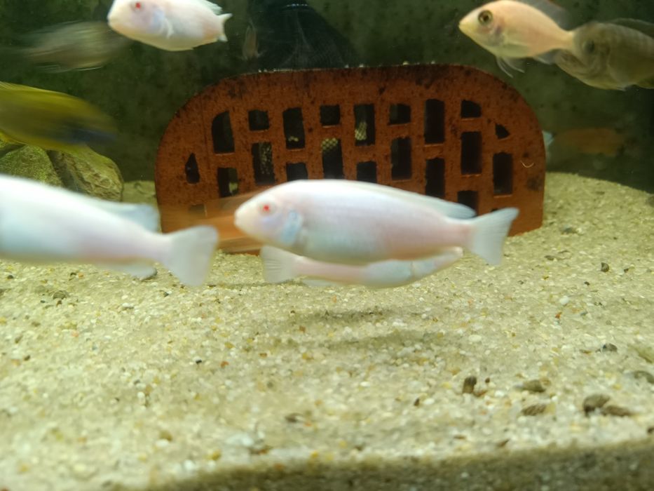 Pyszczaki Socolofi snow