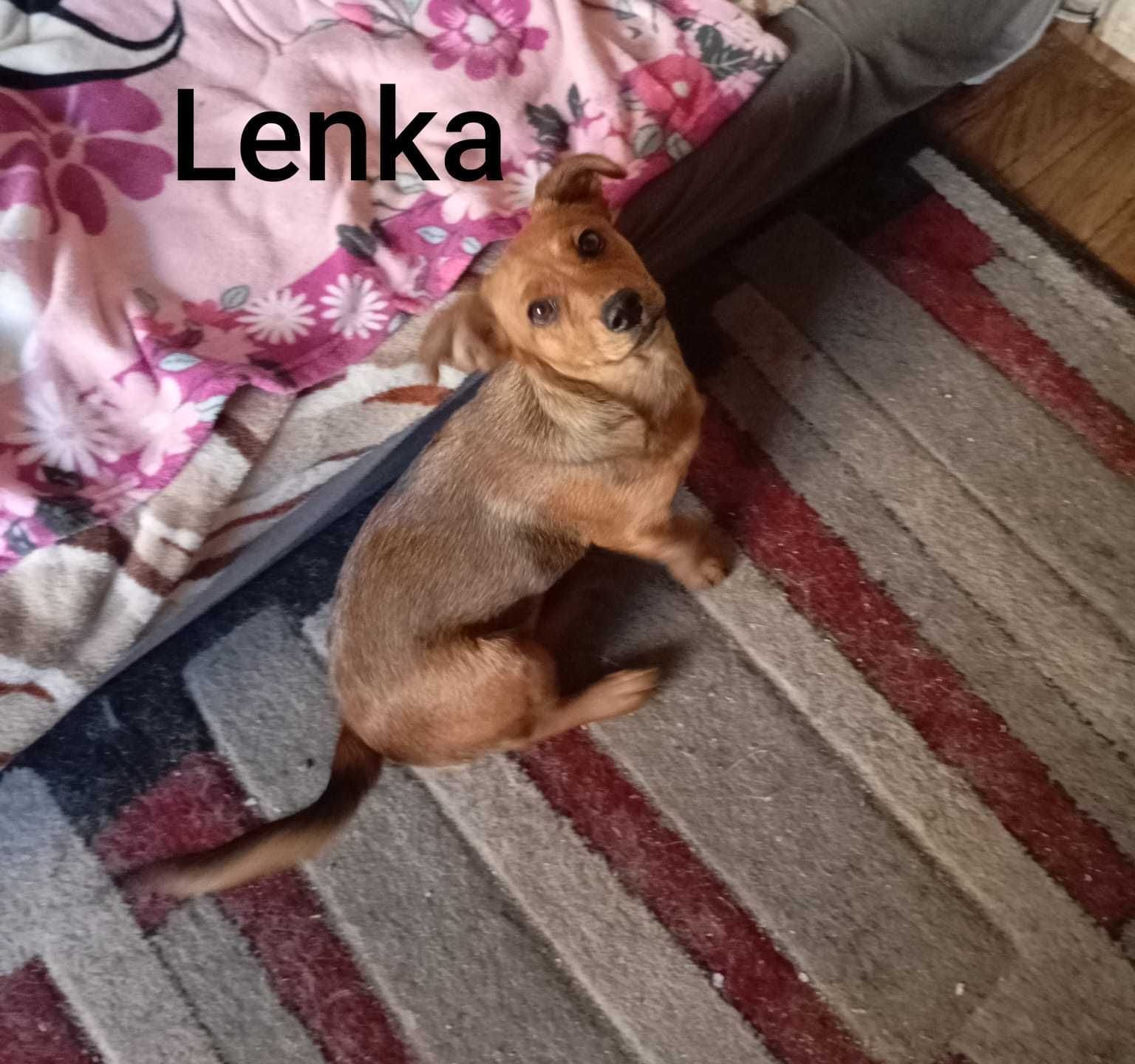 Lenka ok 4 mies sunia , może mieszkać z KOTEM