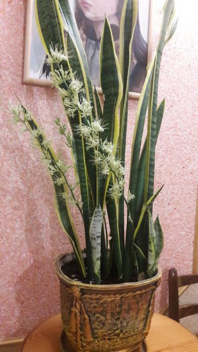 Щучий хвост, заречье ухо