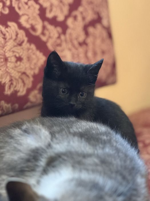 Віддам кошенят в добрі руки