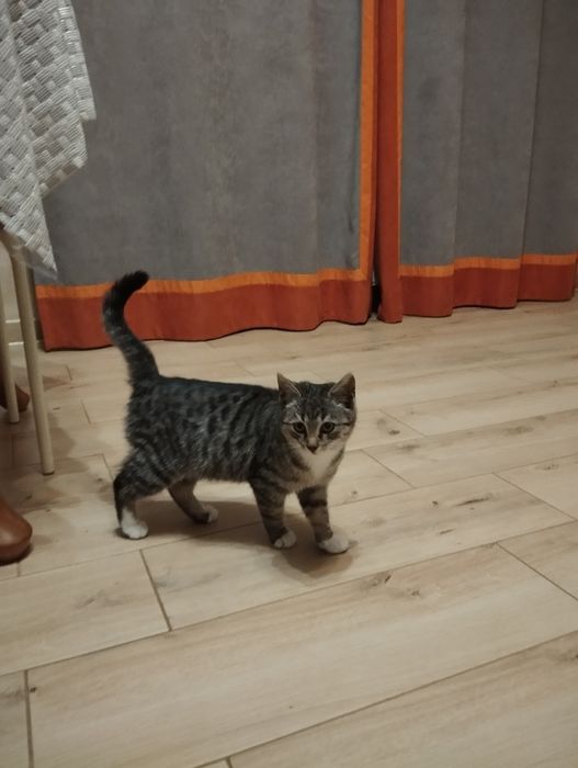 Котик хлопчик в добрі руки