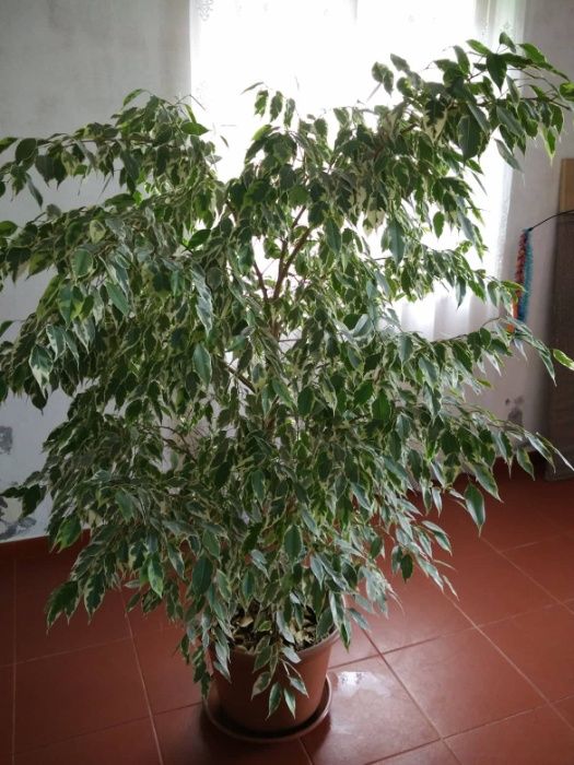 Planta - Ficus benjamina 'Twilight' / Crepúsculo