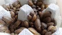 Karaczany argentyńskie Blaptica dubia 100szt * 2-3cm * 25zł