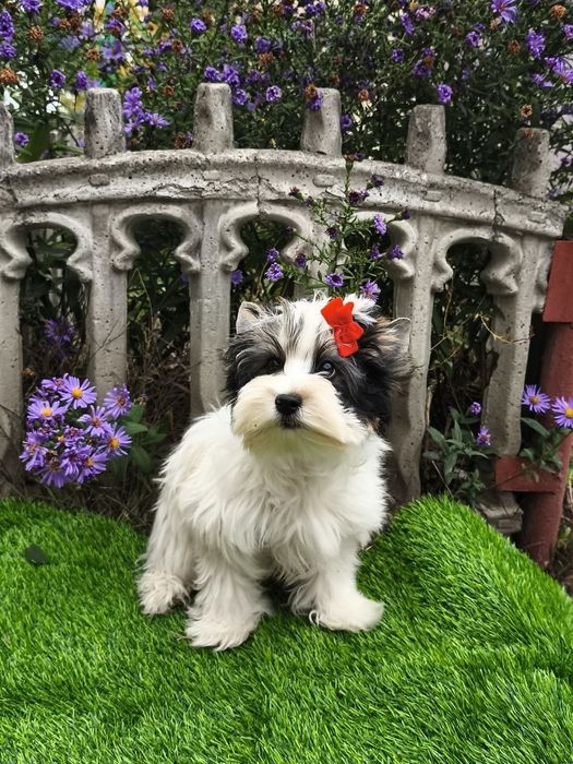 Яркая девченка Бивер Йорк